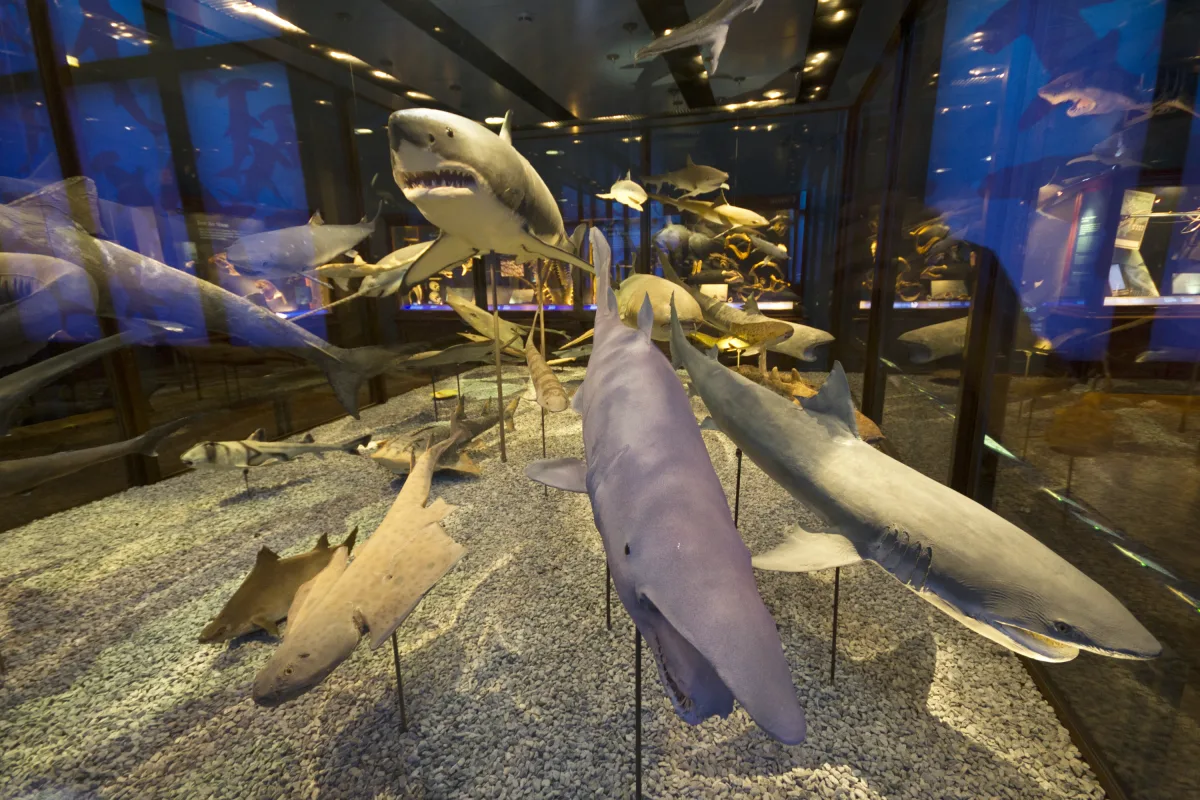 Im Naturhistorischen Museum Wien wird die Lichtsteuerung für die vier mal sechs Meter große und drei Meter hohe Hai-Vitr