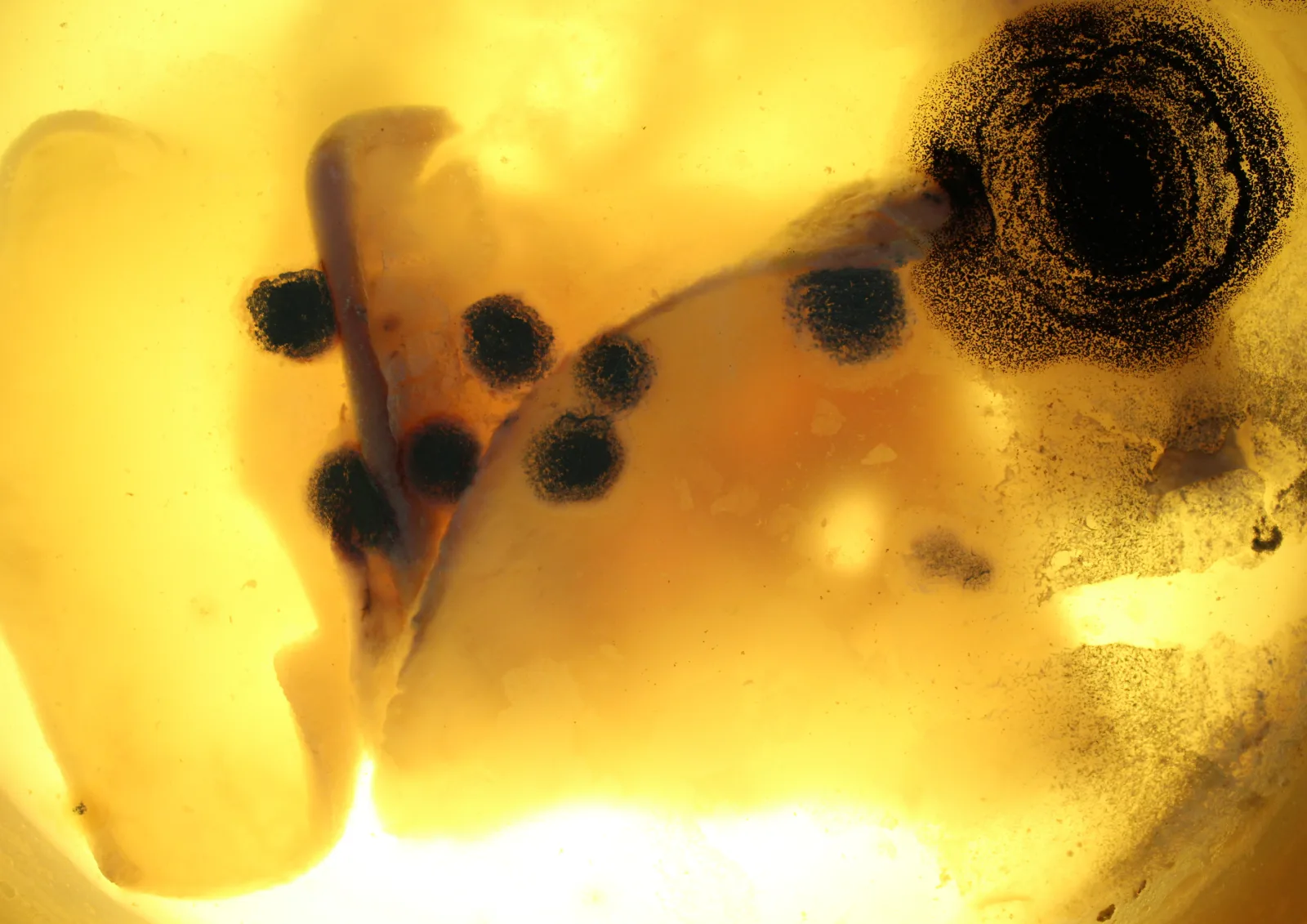 Test shooting for “Micromeo”, 2012